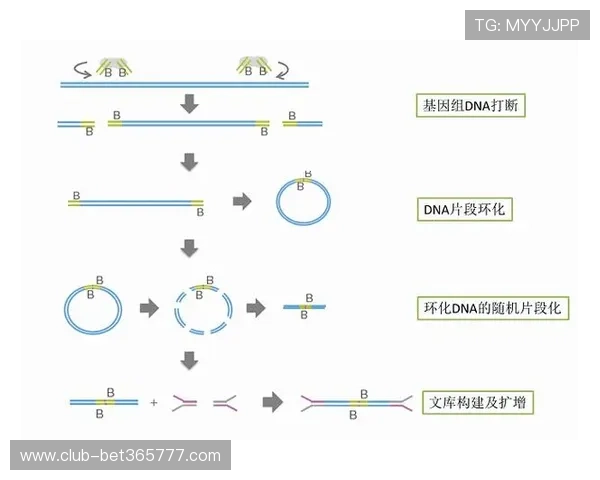 b0b体育平台最新全面介绍，助你轻松掌握平台特色与优势